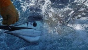 Deep Sea Fishing Zanzibar