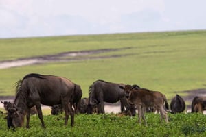 Энтеббе: 9-дневное сафари по Уганде с наблюдением за гориллами и Танзании