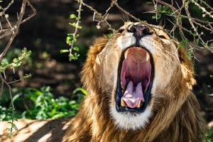 From Arusha: 3-Day Tarangire, Ngorongoro & Manyara Safari