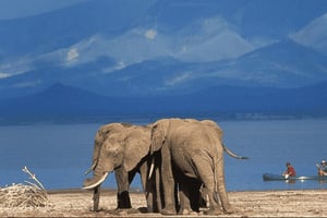 Из Аруши: 4-дневное сафари по Рифтовой долине с проживанием