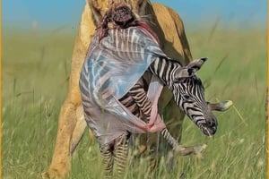 Z Arusha: 2-dniowa wycieczka do jeziora Manyara i krateru Ngorongoro