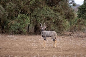 Fra Dar Es Salaam: 2-dagers tur til Mikumi og Chizua-fossen
