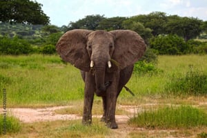 Vanuit Dar es Salaam: 3-daagse Udzungwa en Mikumi safari