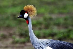 Fra Dar es Salaam: 5-dages tur til Gombe Nationalpark