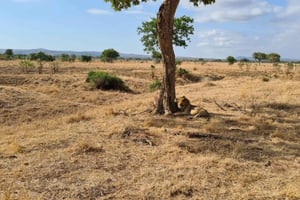 Från Dar Es Salaam: Mikumi National Park Wildlife Safari