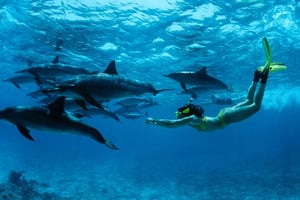 Kendwasta: Mnemban veneretki ja delfiinisnorkkeliseikkailu