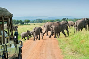 From Nairobi: 2-Day Masai Mara Private Safari with Meals