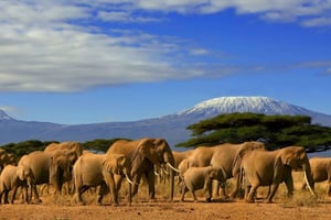 Vanuit Nairobi of Mombasa: Amboseli Nationaal Park 3 Daagse Tour