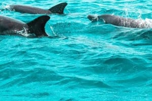 From Nungwi/Kendwa: Mnemba Atoll Starfishes & Dolphins Tour