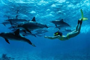 Au départ de Nungwi : Excursion en bateau à Mnemba et plongée avec masque et tuba pour les dauphins