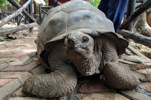 Zanzibarilta: yksityinen puolen päivän retki Prison Islandille