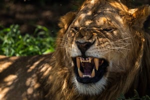 De Zanzibar: safári de 2 dias em Mikumi, 2 passeios de carro e voo