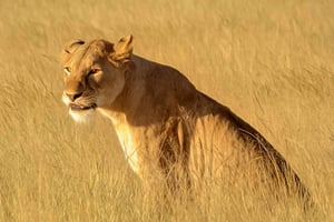 Da Zanzibar: safari di 2 giorni a Saadani con volo e pasto