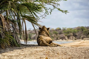Zanzibarista: Selousin 2 päivän safari ja masai-kylä lautalla