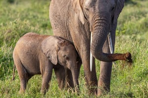 Au départ de Zanzibar : safari de 2 jours dans le Serengeti avec vols intérieurs