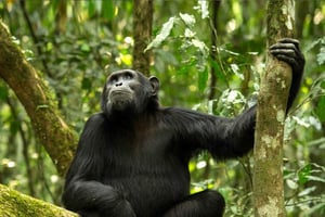 KIGOMA: Gombe national park day trip with chimp trekking