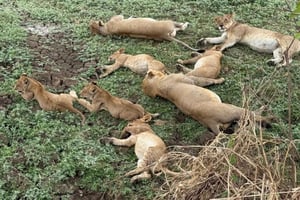 ザンジバル発：3日間ミクミ国立公園サファリ（列車利用）