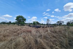 Ab Sansibar: Best Day Safari Mikumi mit Flügen und Mittagessen