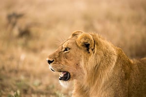 From Zanzibar: Day Safari to Selous Game Reserve with flight