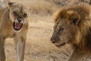 Från Zanzibar: 2-dagars safari i Mikumi, Maasai-byn och flyg