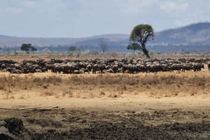 De Zanzibar: passeio de safári de um dia em Mikumi com voos e almoço