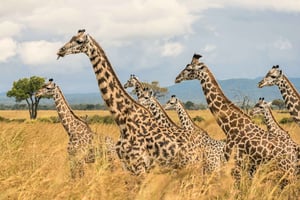 Von Sansibar: Mikumi-Safari mit zweimotorigem Flugzeug + Mittagessen