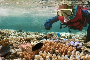 Desde Zanzíbar: tour en barco por Mnemba con snorkel y delfines