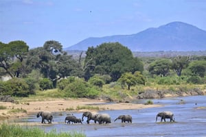 From Zanzibar: Ruaha National Park 3-Day Safari by Plane