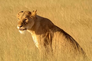 Von Sansibar: Saadani-Tagessafari mit Flug und Transfer