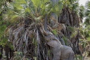 Desde Zanzíbar con vuelo: safari de 2 días en Selous y tour masái