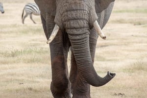 Iringa: Ruaha National Park Day Trip with Safari