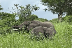 イリンガ：ルアハ国立公園日帰りサファリツアー