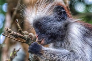 Rundgang durch den Jozani-Wald