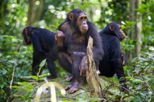 Kigoma: Senderismo de 2 días en el Parque Nacional de Gombe para ver chimpancés
