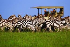Kilimanjaro: 3-dagars safari i Serengeti och Ngorongoro