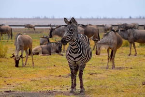 Dagsutflykt till Lake Manyara: Safari med valfria aktivitetstillägg