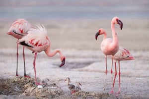 ナトロン湖日帰り旅行