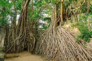 Mafia Island: Chole Island Tour with Sandbank Lunch
