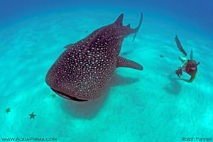 Île de Mafia : aventure snorkeling avec les requins-baleines