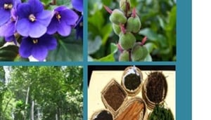 Magrotto Mountain Estate