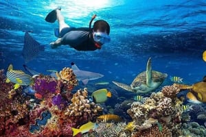 Matemwe landsby: Halv dagstur med snorkling på Mnemba Island