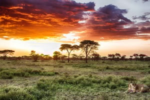 Mikumin ja Nyereren kansallispuistot 4 päivän safari