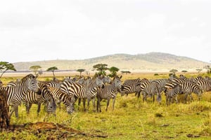Mikumi Safari, Chizua-fossene og Maasai-landsbyen 3-dagers tur