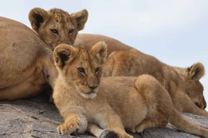 Mikumi Wildlife Safari