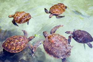 MNEMBA: Delfiner, snorkling och Nungwi Seaturtles Sanctuary