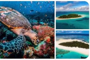 Zanzibar: Båttur till Mnemba Island, simma med sköldpaddor och The Rock