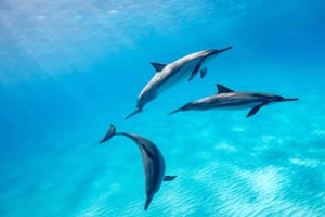 Остров Мнемба: плавание с дельфинами, сноркелинг и тур по песчаной отмели