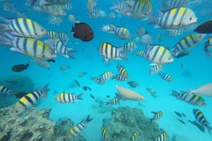 Mnemba Island: Svømning med delfiner og snorkling med frokost