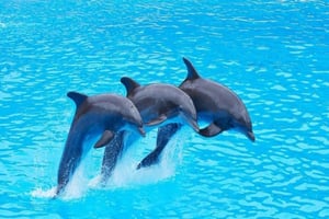 Mnemba Island: Delfinobservation og snorkling på bådtur