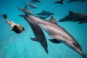 Mnemba: nadar com golfinhos e mergulho com snorkel no recife de coral